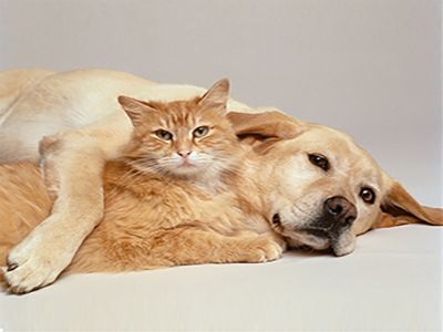 orange tabby cat laying next to a yellow dog with its arm draped over the cat