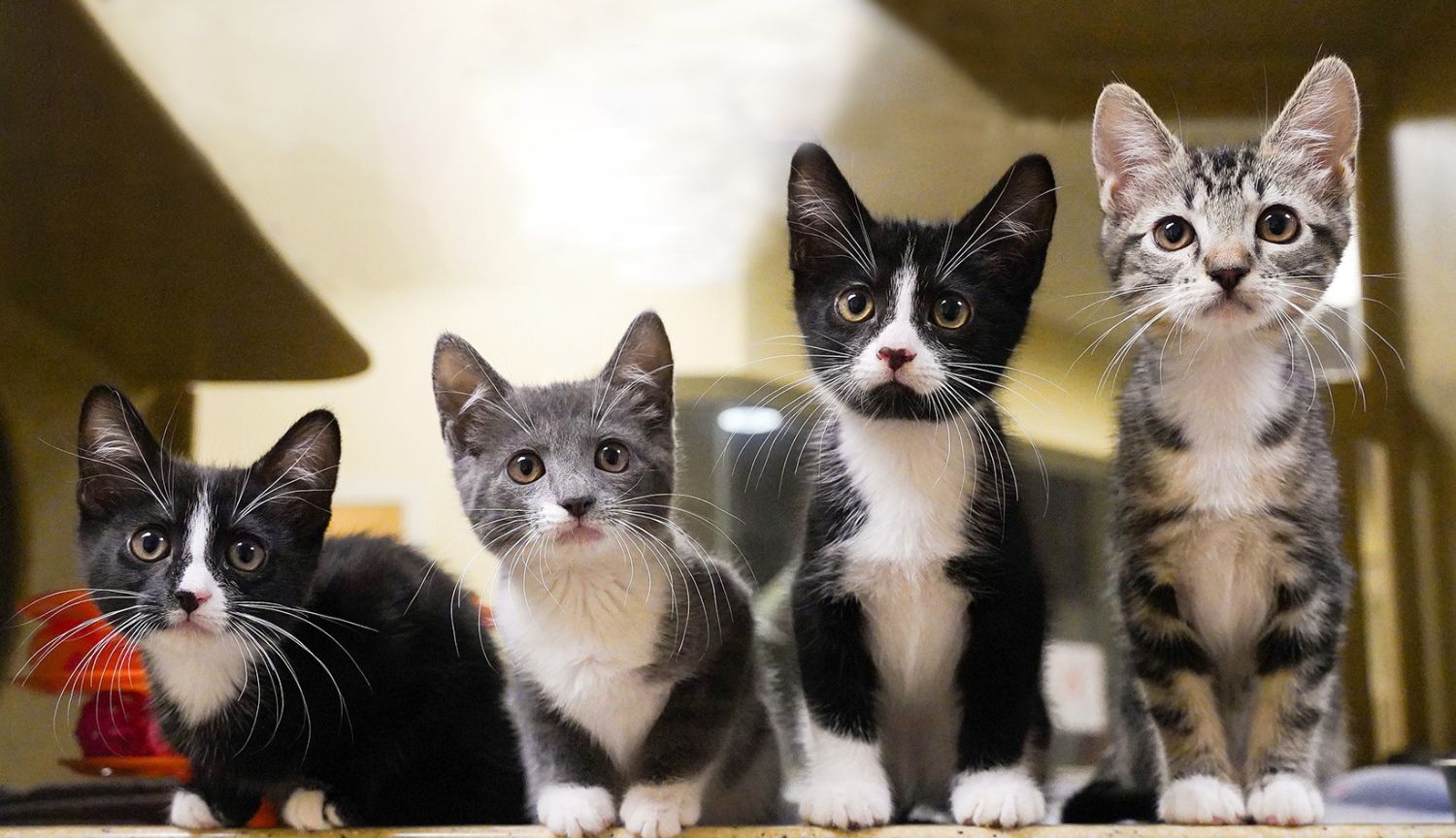 four kittens standing side by side facing the glass panel inside a kennel for cats