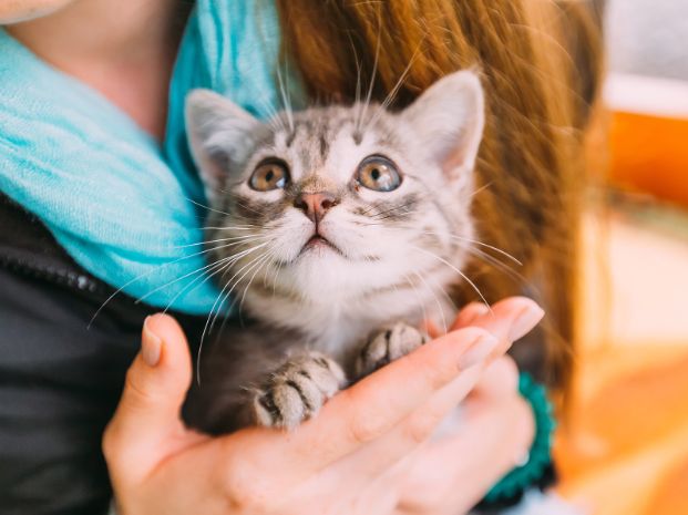 a gray tabby and white kitten being closely held in a woman's hands