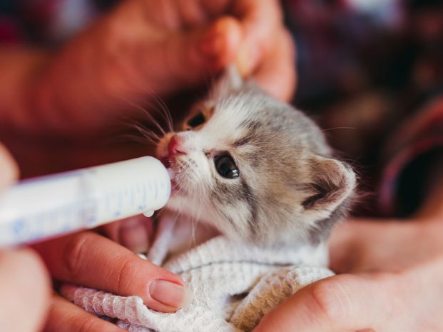 An underaged kitten being held by human hands and fed kitten formula with a syringe