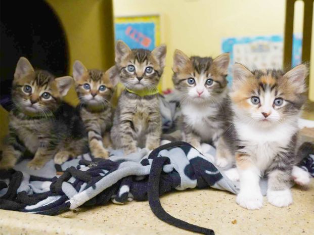five kittens sitting in a row