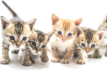 4 orange tabby kittens standing and looking at the camera