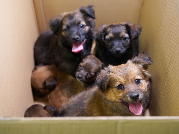 five dark-colored puppies inside a cardboard box