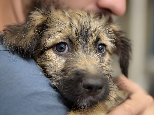 a young tan, brown, and black Terrier dog close up view with big eyes and nose and being held and comforted against a man's shoulder
