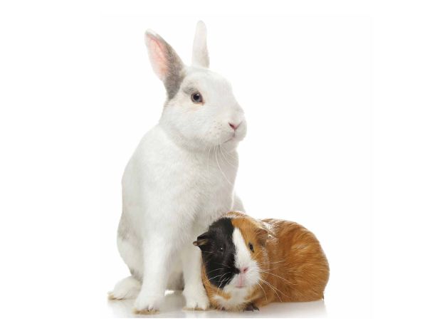 White rabbit sitting next to a brown guinea pig