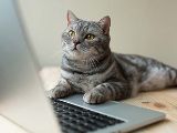 cat laying on its stomach and looking at a laptop screen