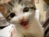 image of a kitten with its mouth open