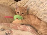 orange-tabby kitten playing with a green mouse toy