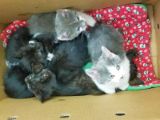 kittens laying on a blanket inside a box