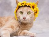 orange tabby cat wearing a sunflower hat