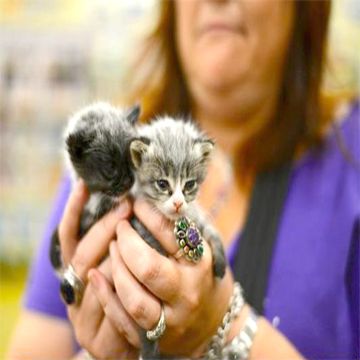a woman holding 2 young kittens