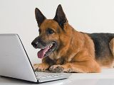 Dog on the computer