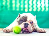 Image of a dog with a tennis ball