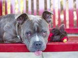 Image of a dog on a red bench