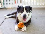 Image of a dog with a ball