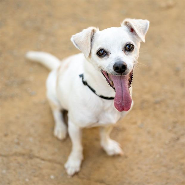 Abu (Animal ID A716930)