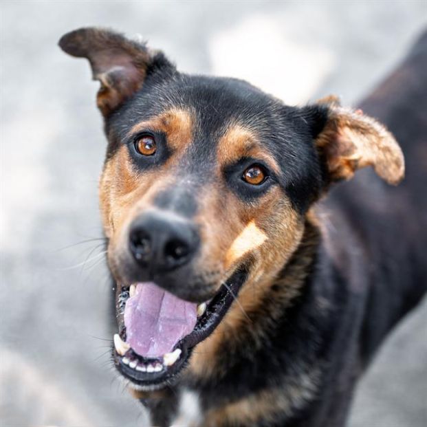 Adam (Animal ID A736855)