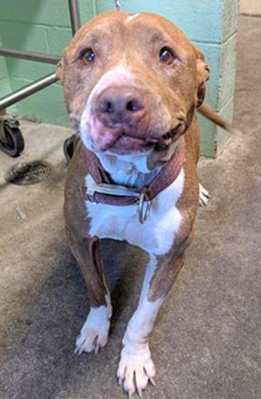 Anny (Animal ID A723343)