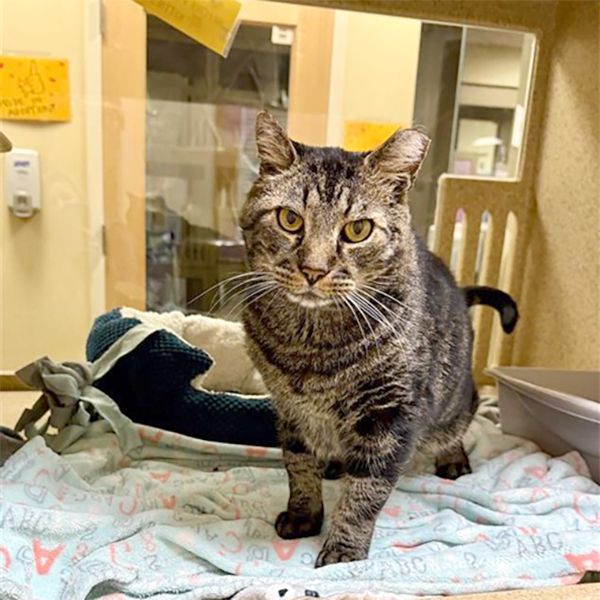 Animagus (Animal ID A669648)