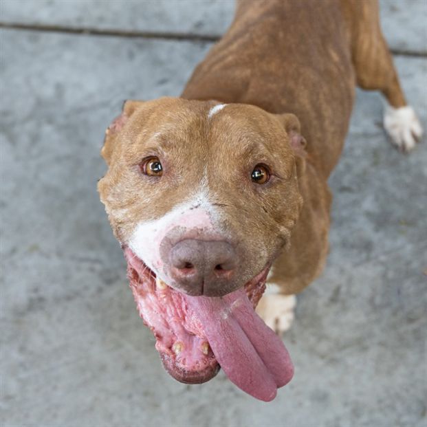 Anny (Animal ID A723343)