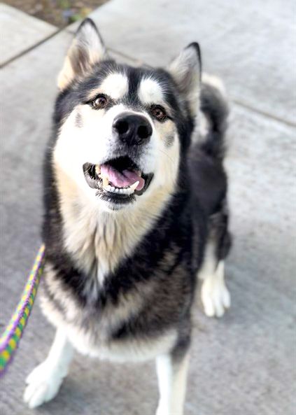 Apollo (Animal ID A723201)