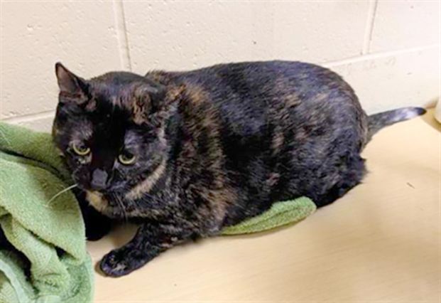 Apple (Animal ID A716643)