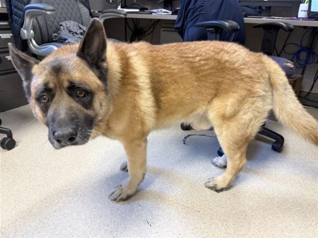 Arthur (Animal ID A727010)