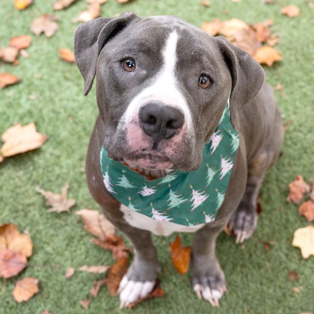 Astro (Animal ID A724589)