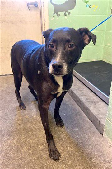 Bailey (Animal ID A574042)