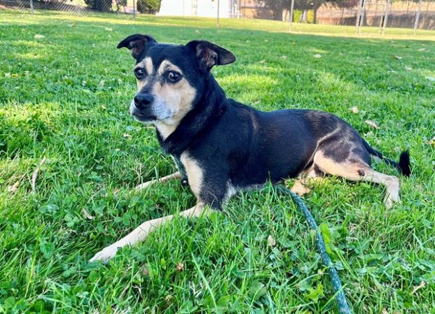 Bam Bam (Animal ID A554813)