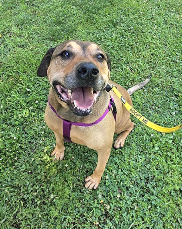 Bear (Animal ID A733478)
