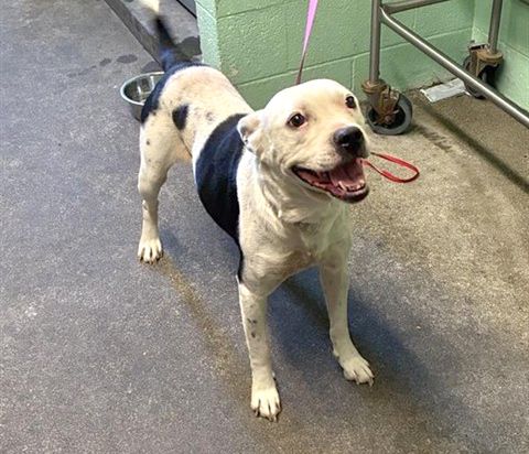 Bianca (Animal ID A741187)