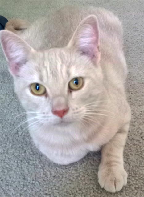 Blondie (Animal ID A722377)