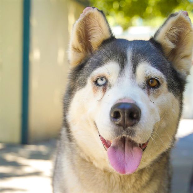 Blossom (Animal ID A739170)