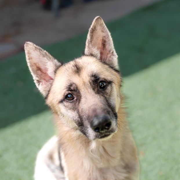 Brent (Animal ID A721702)