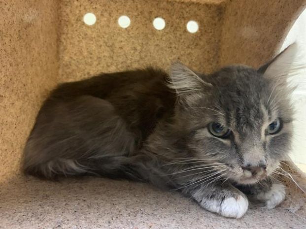 CS Lewis (Animal ID A732105)