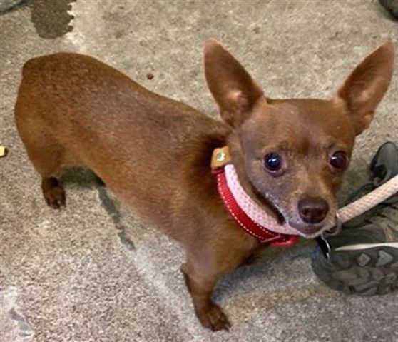 Carmelia (Animal ID A735027)