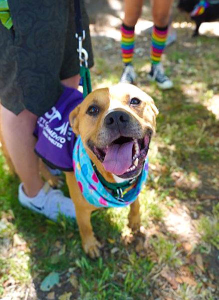 Charlie (Animal ID A636491)