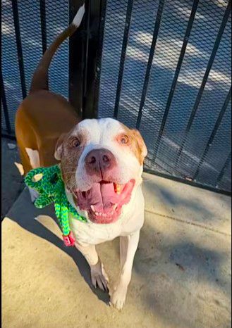 Charmer (Animal ID A742628)