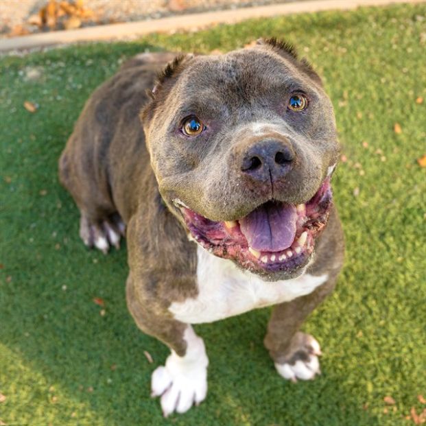 Chaz (Animal ID A721873)