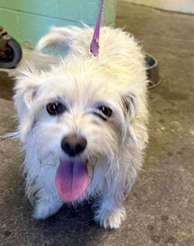 Coco (Animal ID A624774)