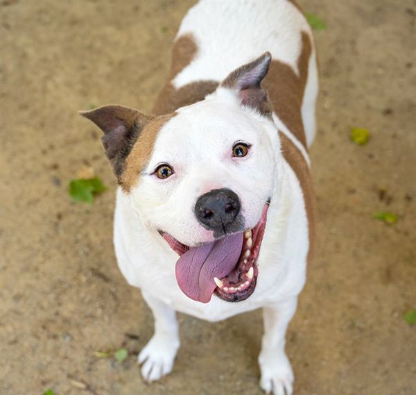 Cosmo (Animal ID A544444)