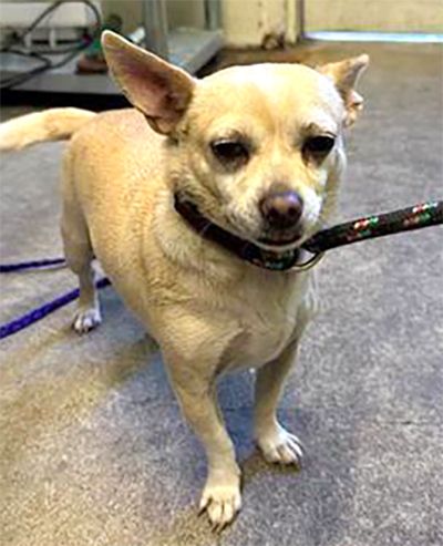 Daisy (Animal ID A624772)