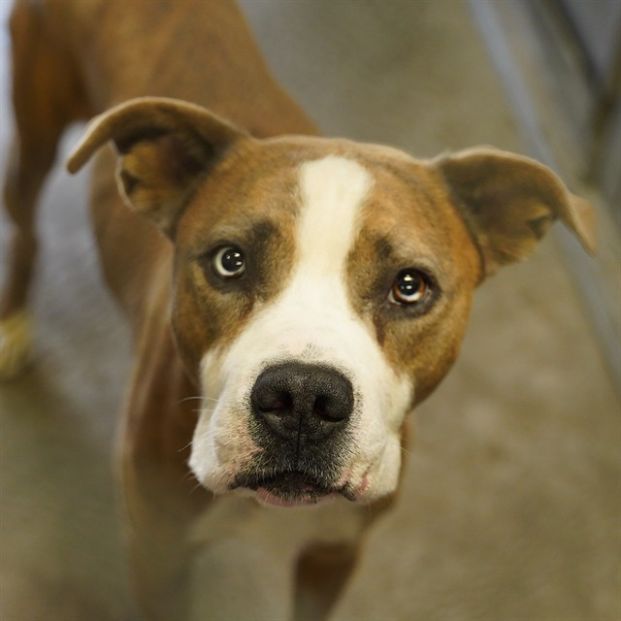 Damu (Animal ID A670407)