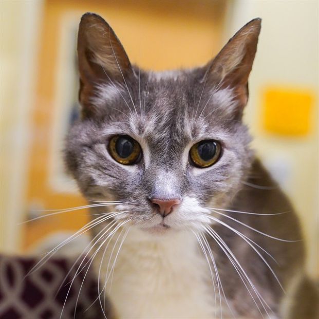Dewey Decimal (Animal ID A737667)