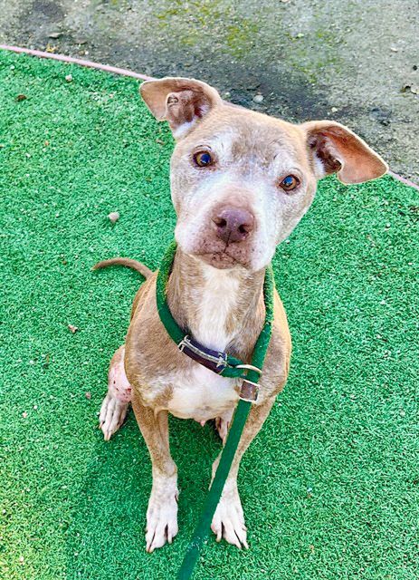 Doogie (Animal ID A726994)