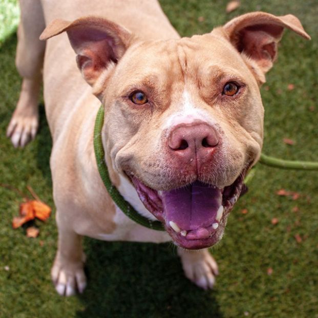Dozer (Animal ID A548716)