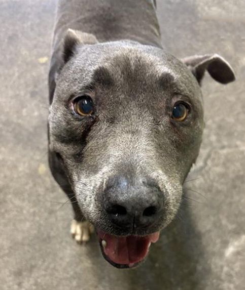 Edgar (Animal ID A723844)