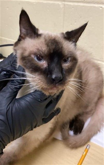 Edgar (Animal ID A738902)