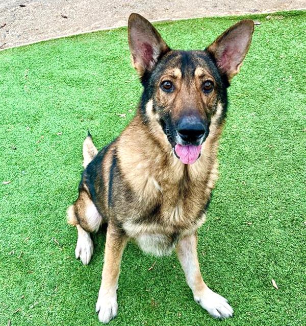 Elote (Animal ID A726955)